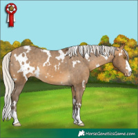 Horse Color:White Spotted Silver Buckskin Appaloosa 