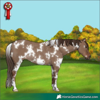 Horse Color:White Spotted Liver Red Dun Rabicano 