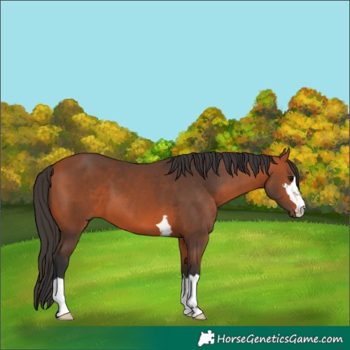 Horse Color:Bay 