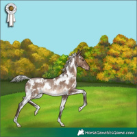 Horse Color:White Spotted Silver Brown Dun Rabicano