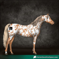 Horse Color:Chestnut Appaloosa 