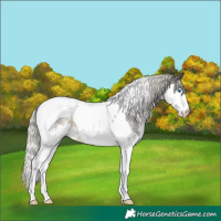 Horse Color:Silver Smoky Blue Roan Splash Tobiano Appaloosa 
