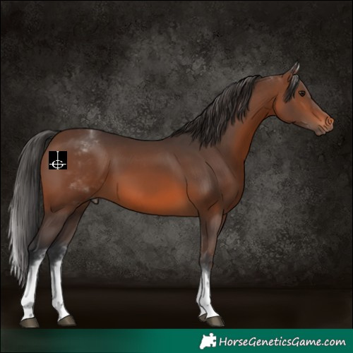 Horse Color:White Spotted Brown 