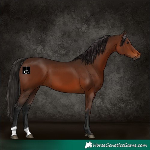 Horse Color:Gray Bay 
