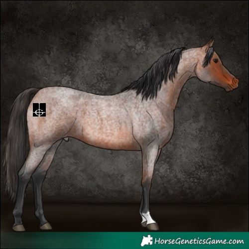 Horse Color:Bay Roan 