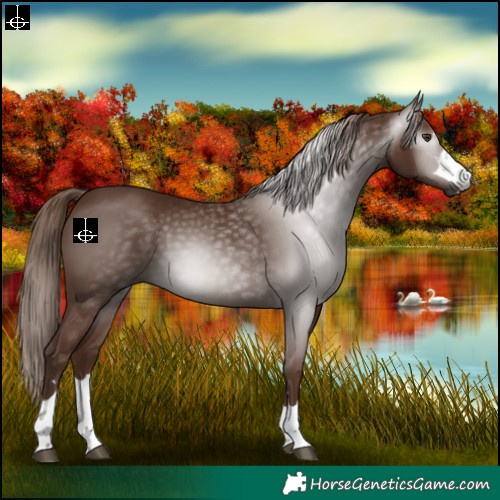 Horse Color:Gray Chestnut 