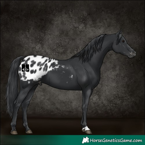 Horse Color:Black Appaloosa 