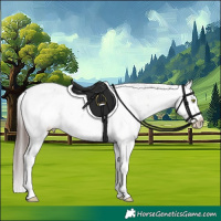 Horse Color:Sable Champagne Sabino Appaloosa 