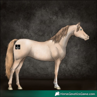 Horse Color:Gold Champagne Pearl Rabicano  and Gold Champagne Pearl Rabicano 