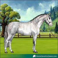 Horse Color:Blue Roan Sabino Splash  and Classic Champagne Roan Sabino Splash 
