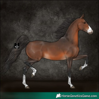 Horse Color:Brown 