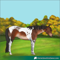 Horse Color:Brown Tobiano 