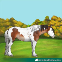 Horse Color:Brown Splash Tobiano 