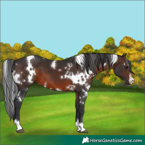 Horse Color:White Spotted Brown 