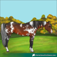 Horse Color:White Spotted Brown 