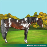 Horse Color:White Spotted Brown