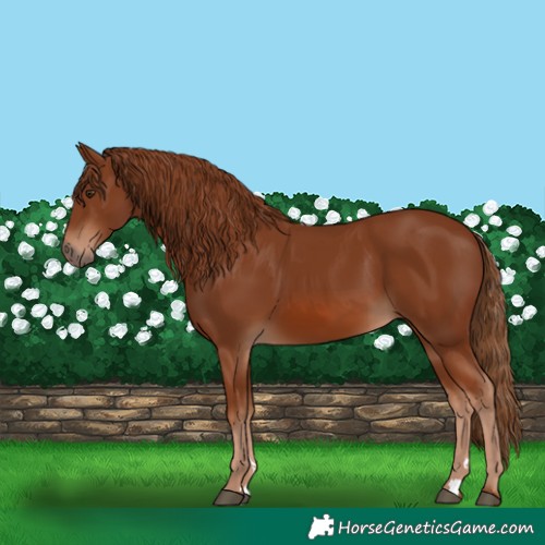 Horse Color:Chestnut 