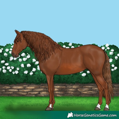 Horse Color:Chestnut 