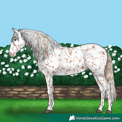 Horse Color:Chestnut Appaloosa 