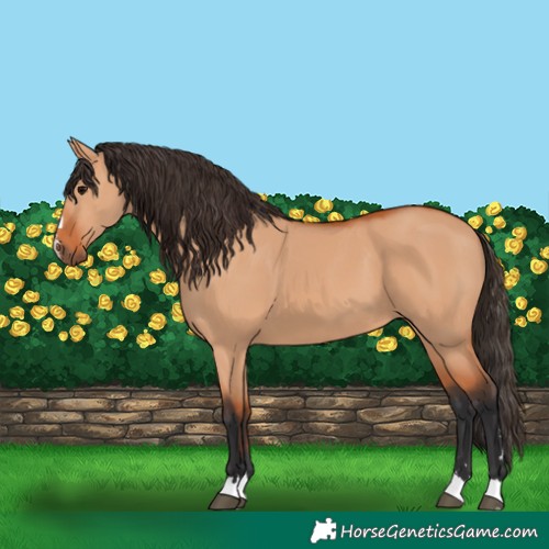 Horse Color:Bay Dun 