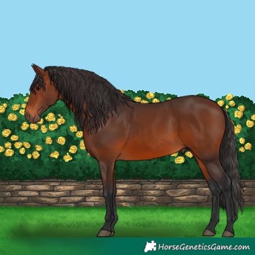 Horse Color:Brown 
