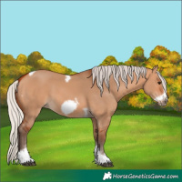 Horse Color:Silver Bay Dun Sabino Tobiano Frame Rabicano 