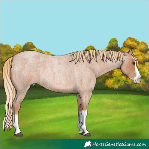 Horse Color:Red Roan Splash 