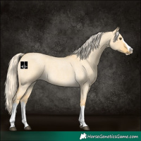 Horse Color:Palomino Roan Dun Splash 