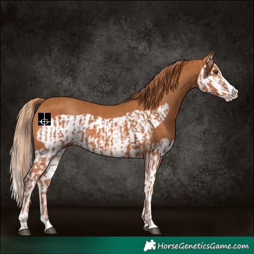Horse Color:Chestnut Splash Frame  and Chestnut Splash Frame 