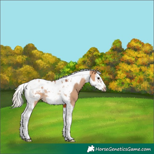 Horse Color:Silver Bay Dun Splash Tobiano Frame Rabicano 