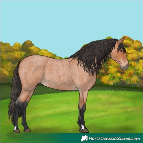 Horse Color:Bay Roan