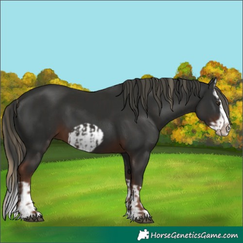 Horse Color:Liver Chestnut Splash Frame  and Liver Chestnut Splash Frame 