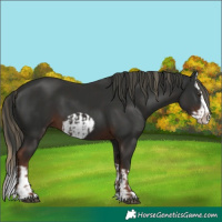 Horse Color:Liver Chestnut Splash Frame and Liver Chestnut Splash Frame