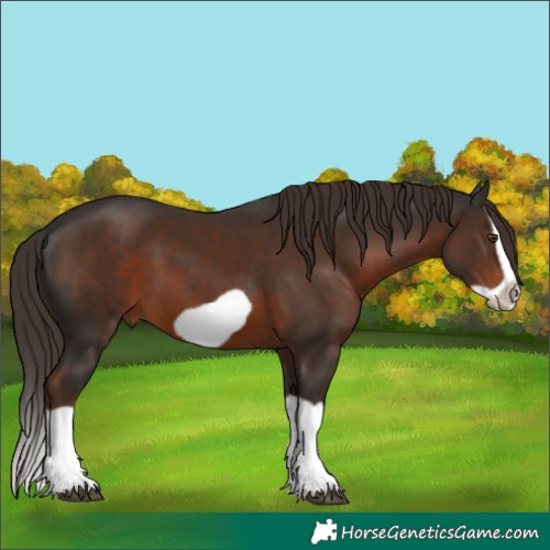 Horse Color:Liver Chestnut Splash Frame 