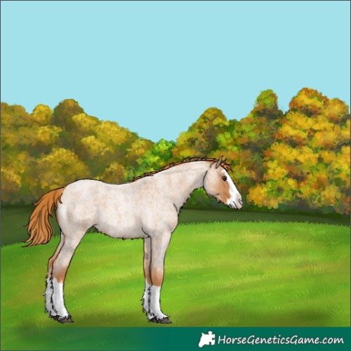 Horse Color:Red Roan Splash 