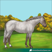 Horse Color:Silver Blue Roan Rabicano 