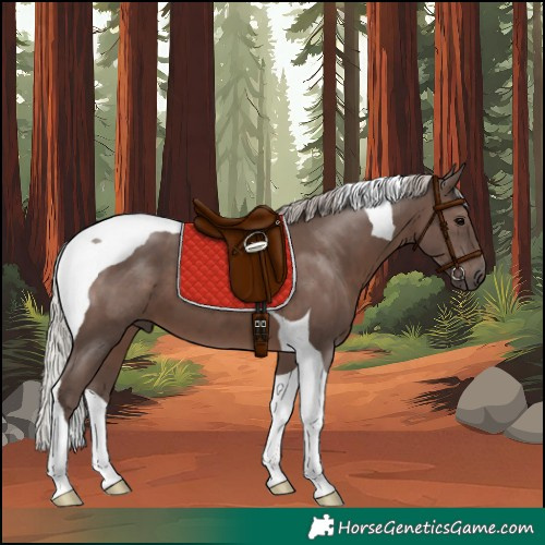 Horse Color:Silver Black Tobiano 