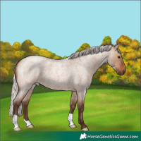 Horse Color:Silver Brown Roan Dun