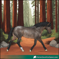 Horse Color:Brown Dun Rabicano 