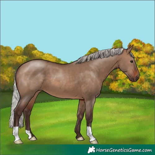 Horse Color:Silver Brown Dun 