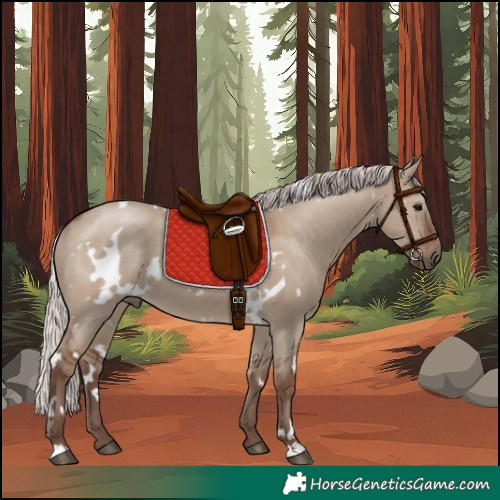 Horse Color:White Spotted Silver Grullo 