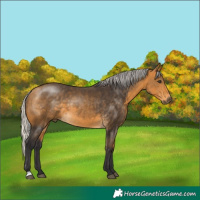 Horse Color:Silver Buckskin 