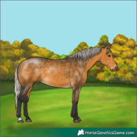 Horse Color:Silver Buckskin 