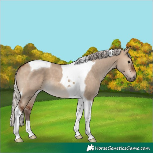 Horse Color:Silver Brown Dun Tobiano 