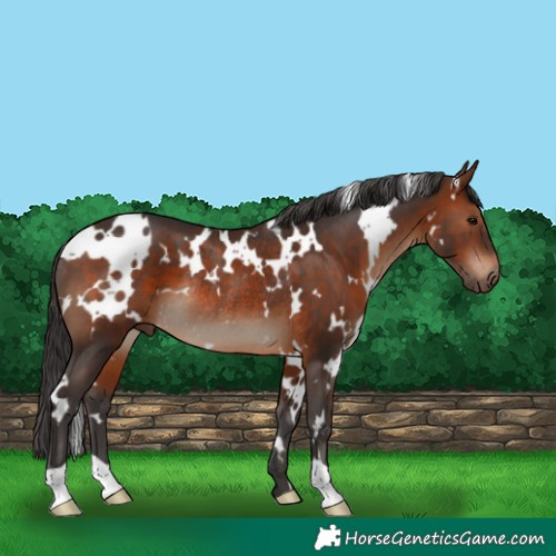 Horse Color:White Spotted Brown Rabicano