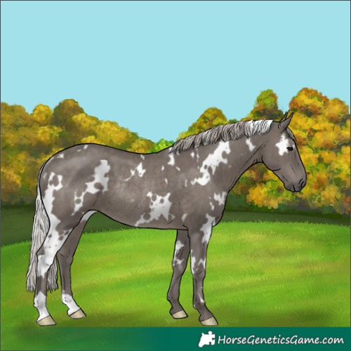 Horse Color:White Spotted Silver Black Rabicano 