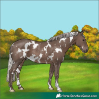 Horse Color:White Spotted Silver Black Rabicano 