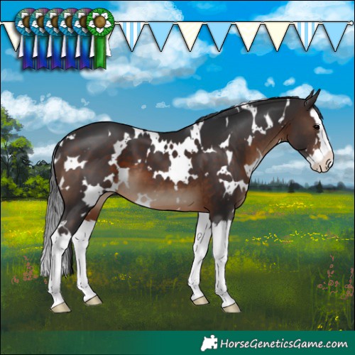 Horse Color:White Spotted Brown Splash 