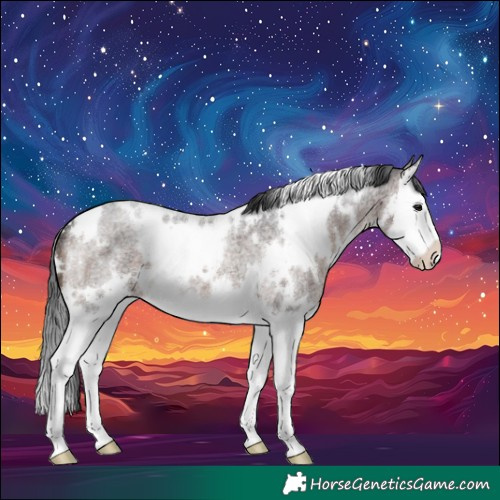 Horse Color:White Spotted Bay Roan Splash 