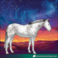 Horse Color:White Spotted Bay Roan Splash